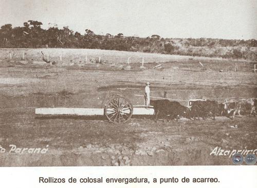 CULTURAS DE LA SELVA 1975/1979 - ENSAYO DE RAMIRO DOMÍNGUEZ
